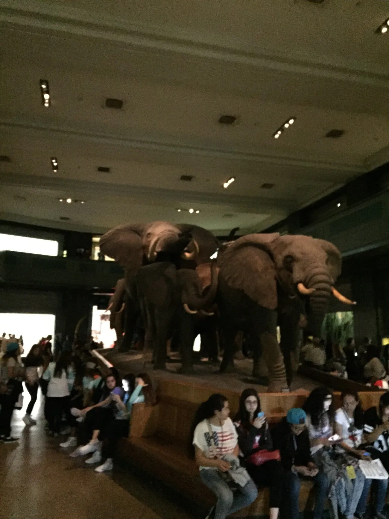 natural_history_museum13