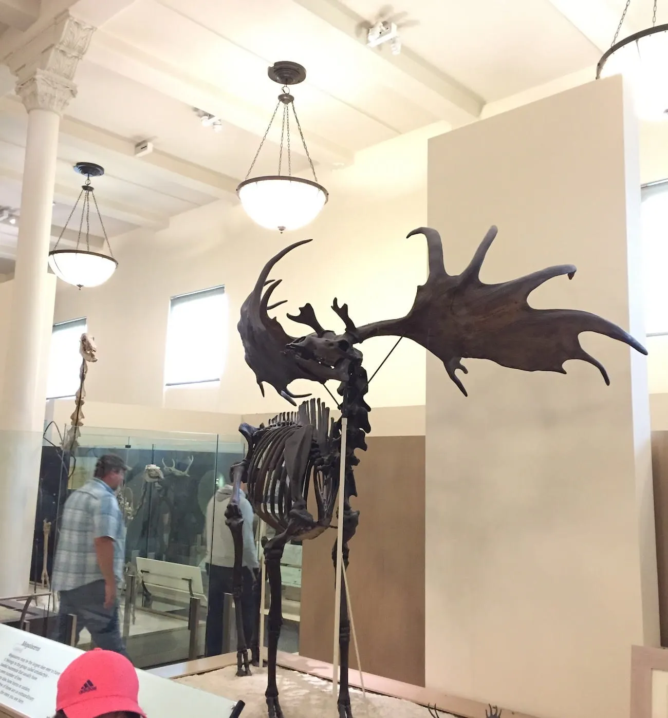 natural_history_museum34