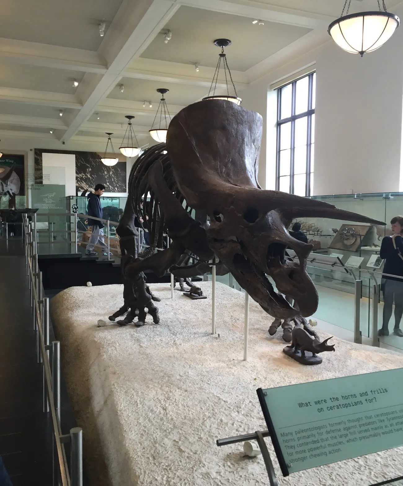 natural_history_museum36