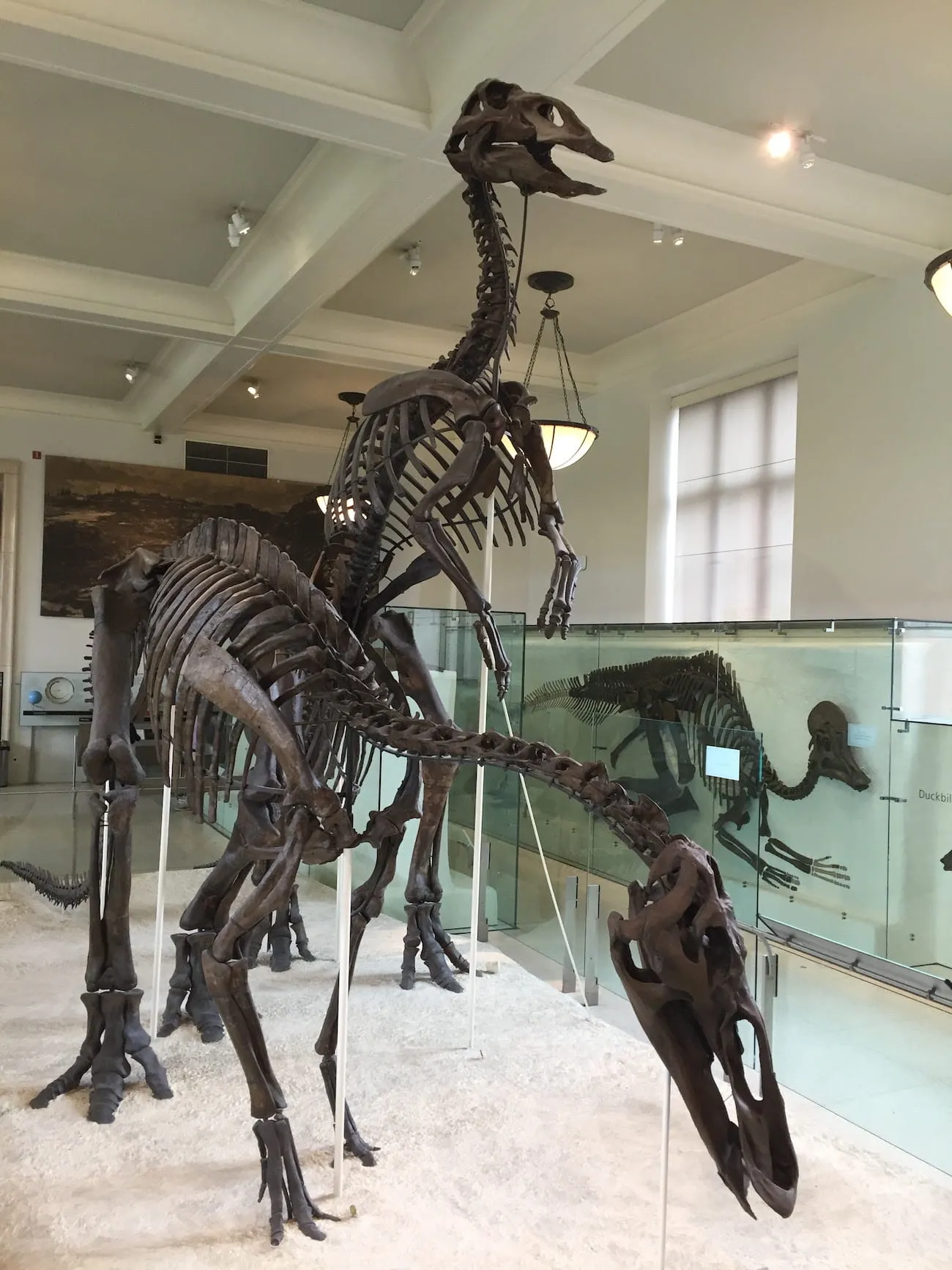 natural_history_museum37