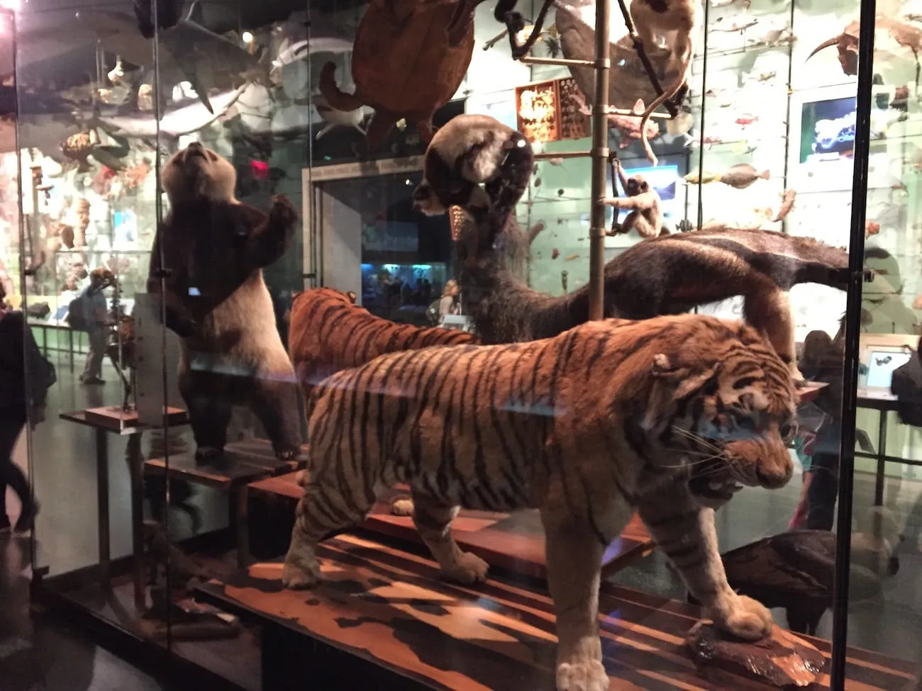 natural_history_museum7