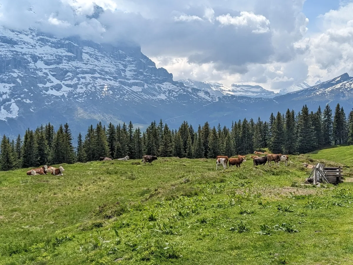 first-to-grindelwald13