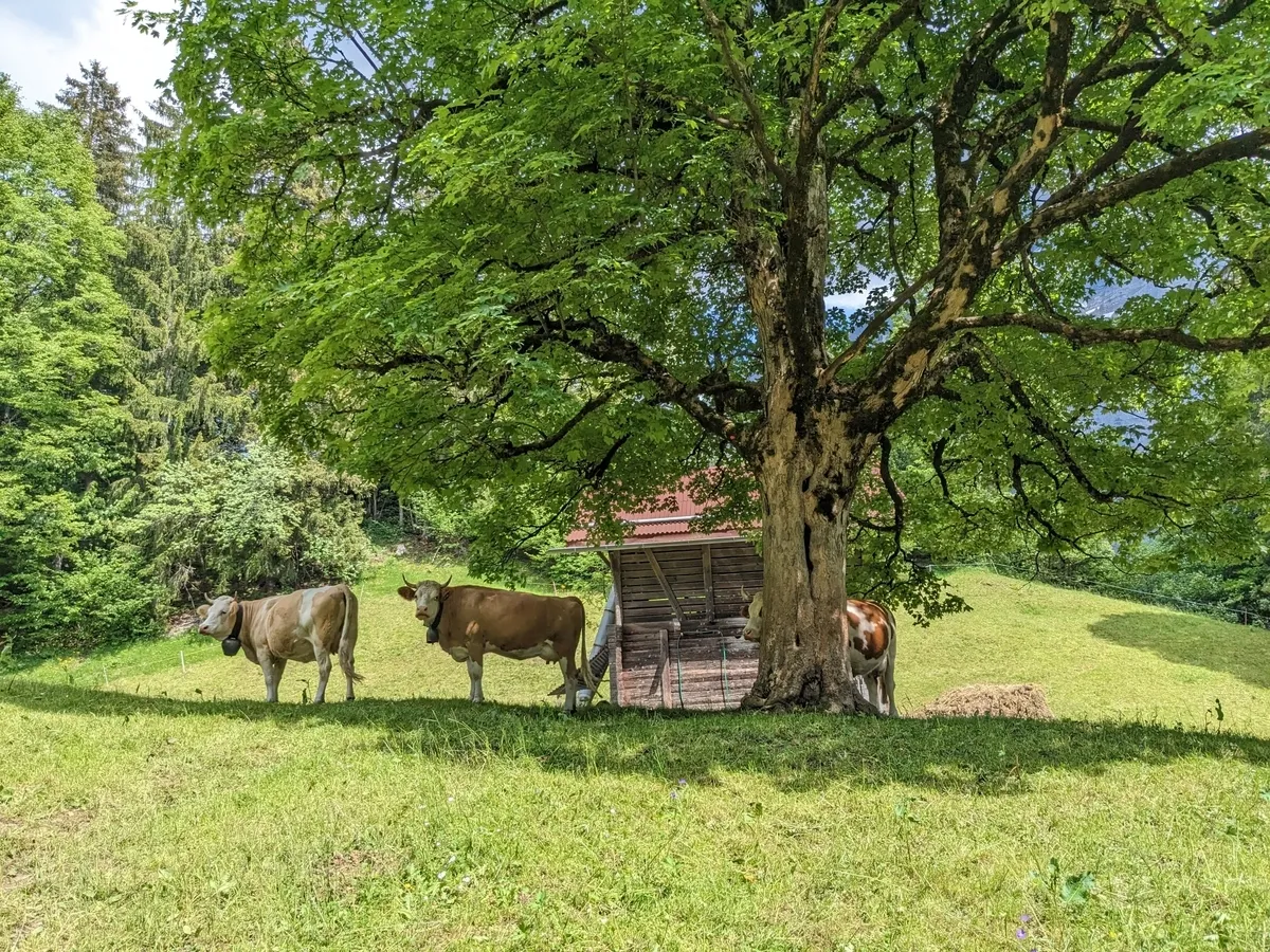 first-to-grindelwald20